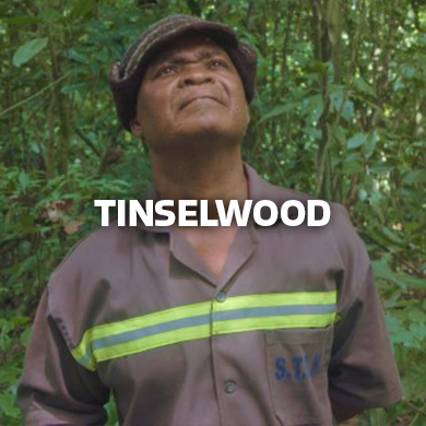 Documentary | TINSELWOOD, 82' (2017)